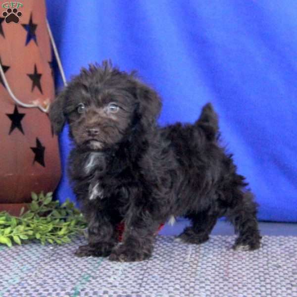 Casey, Schnoodle Puppy