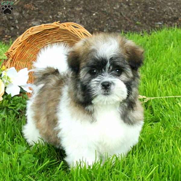 Landon ShihPom Puppy For Sale in Pennsylvania