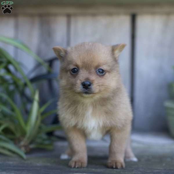 Spencer, Pomchi Puppy