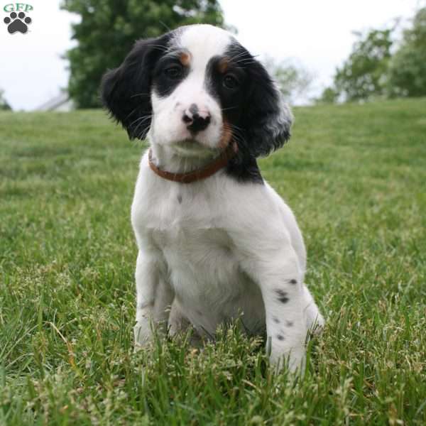 Winston, English Setter Puppy