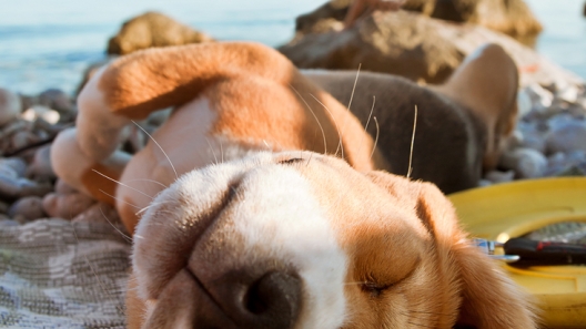 10 Beach Safety Tips for Dogs