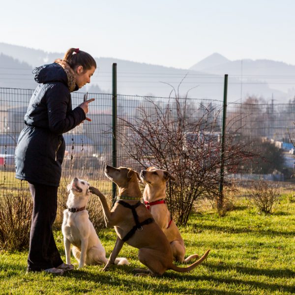 How to help puppies; dogs being trained