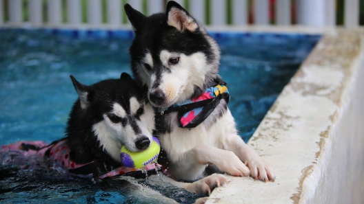 7 Safety Tips for Swimming with Your Dog