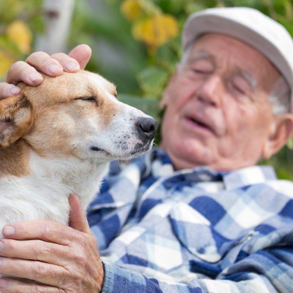 Therapy dog