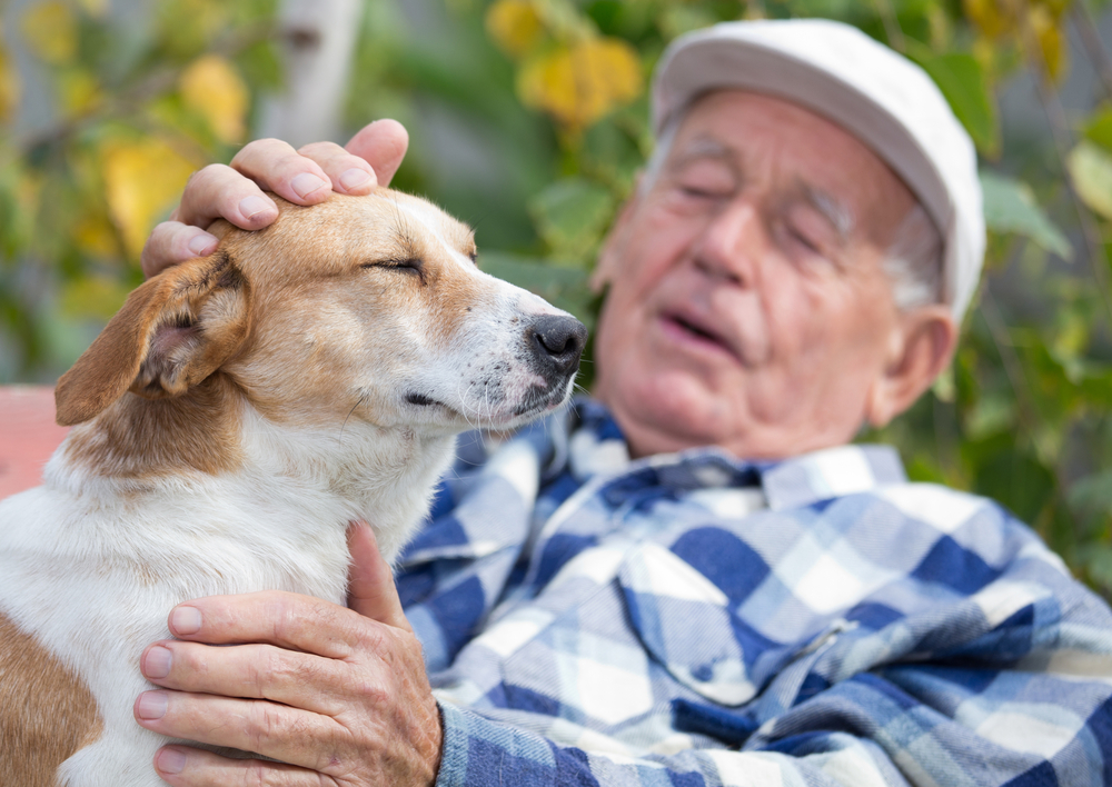 Working Dogs: Canines In The Workforce 