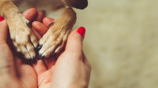 The Best Animal Charities Helping Animals Every Day