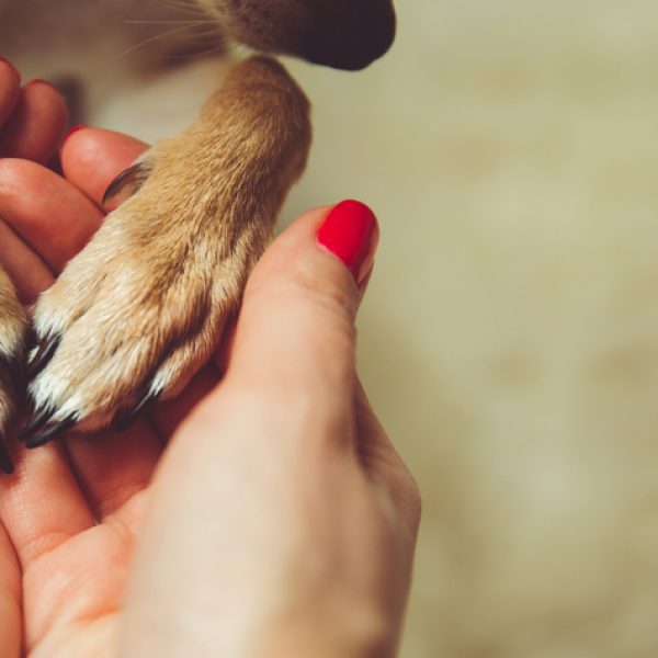 Puppy Paws