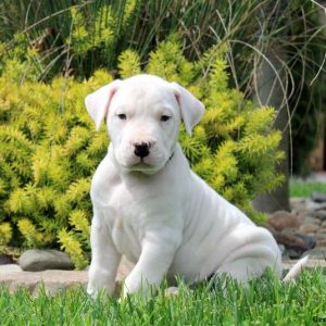 Dogo Argentino