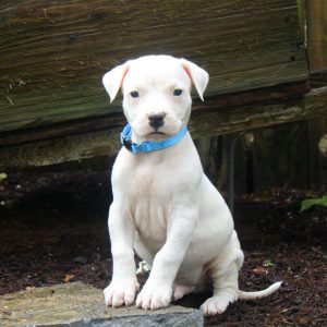 Dogo Argentino