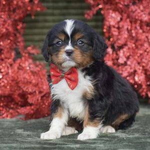 Bernese Mountain Dog-Miniature
