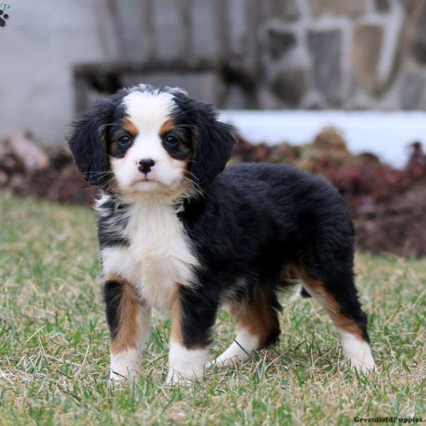 Miniature Bernese Mountain Dog