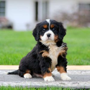 Bernese Mountain Dog-Miniature