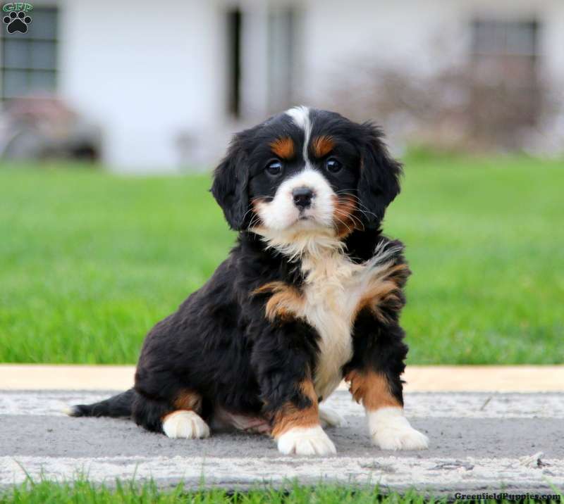 Bernese mountain mini poodle best sale