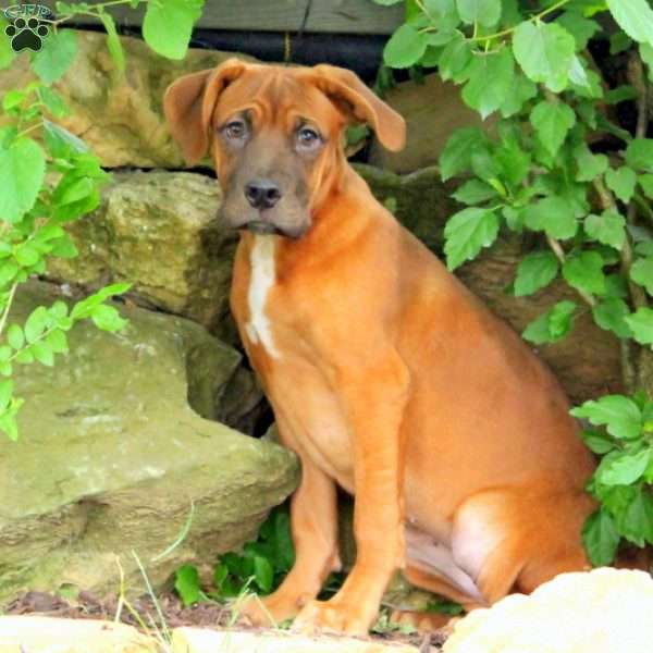 Molly, Dogue De Bordeaux/French Mastiff Puppy