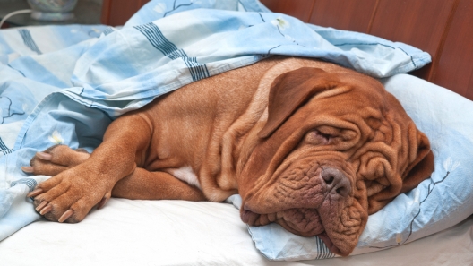 What to do When Your Dog is Feeling Under the Weather