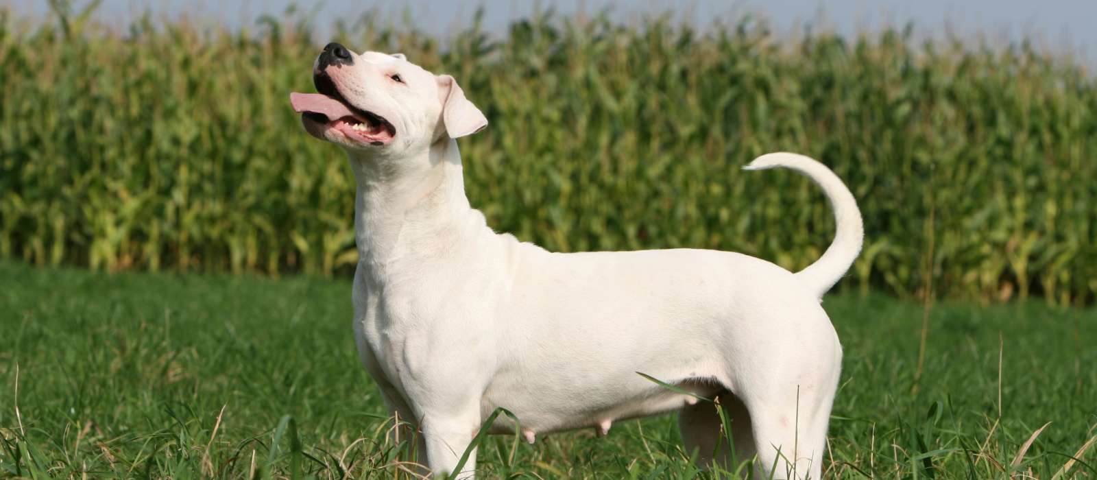 are all dogo argentine mastiffs white