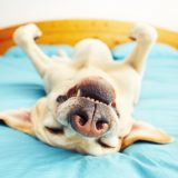 image concept for help an anxious dog - happy dog napping on their back