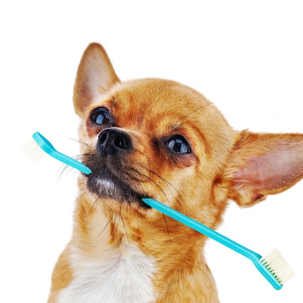 Dog brushing their teeth