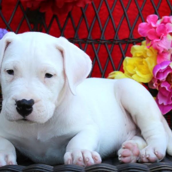 Dogo Argentino Puppy