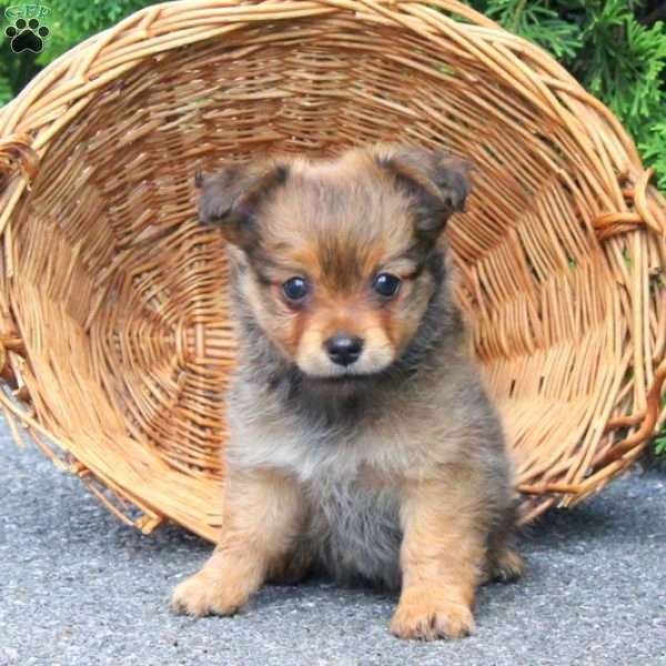 Anne, Yorkie Pom Puppy
