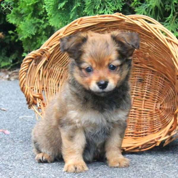 Gracie, Yorkie Pom Puppy