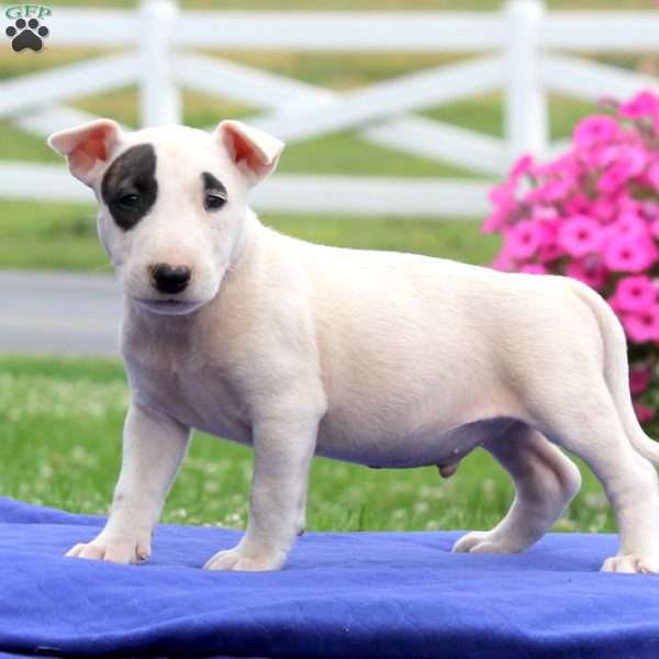 Sonny, Bull Terrier Puppy