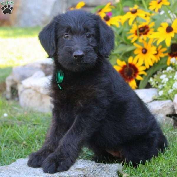 Tiffany-Miniature - Shepadoodle Puppy For Sale in Pennsylvania