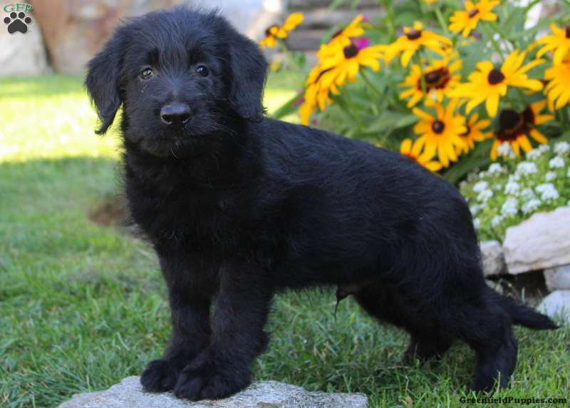 Tommy-Miniature - Shepadoodle Puppy For Sale in Pennsylvania