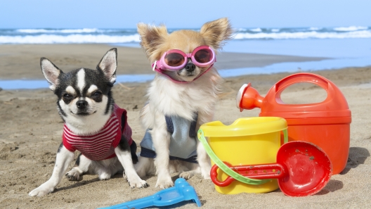 Must-Have Beach Gear for Your Dog
