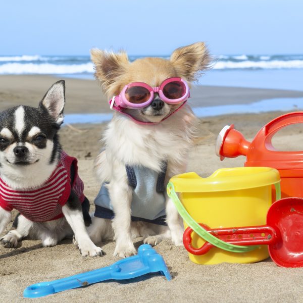 equipamento de praia para o seu cão