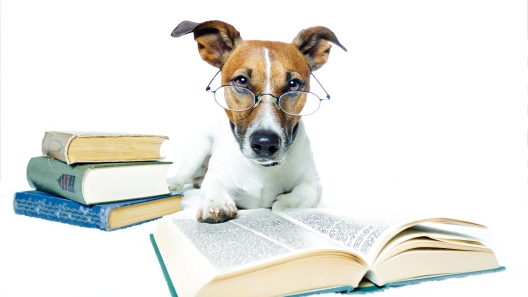 3 Dog Training Techniques You Should Know