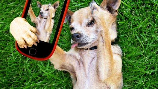 20 Best Dog Instagram Accounts to Follow