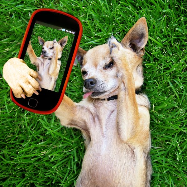 dog instagram accounts - chihuahua taking a selfie