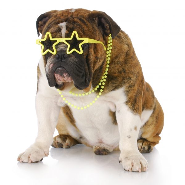 famous youtube dogs - english bulldog in star-shaped glasses