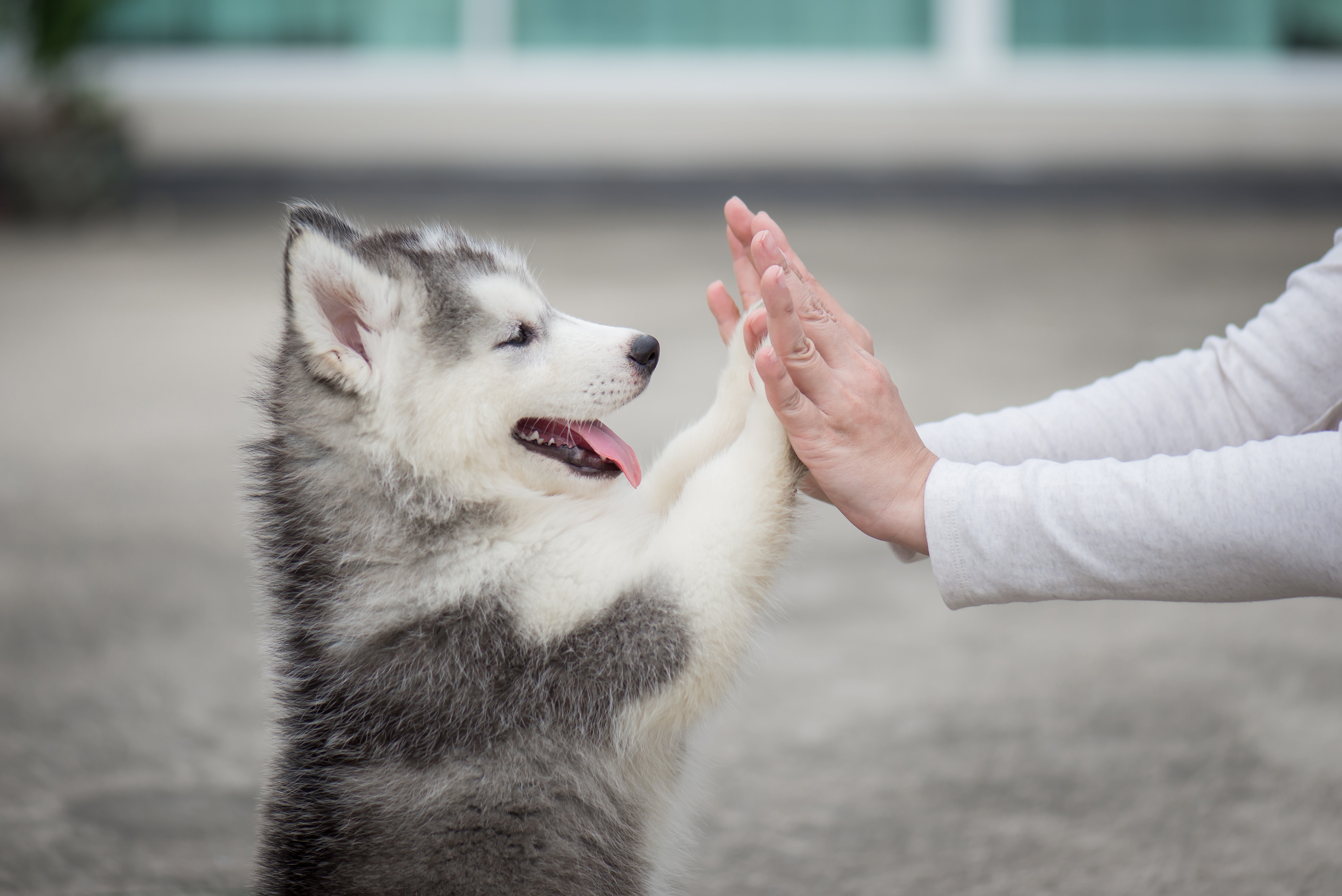 how old is a 6 month dog in puppy years