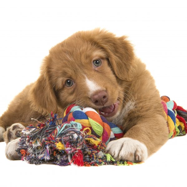 artesanato pinterest para cachorros - cachorro com brinquedo de corda