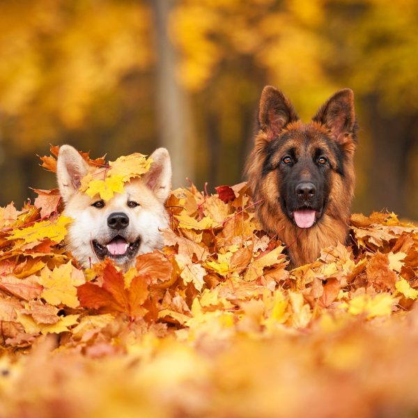 second dog - two dogs in a pile of leaves