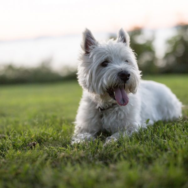 West Highland White Terrier Dog Breed Information