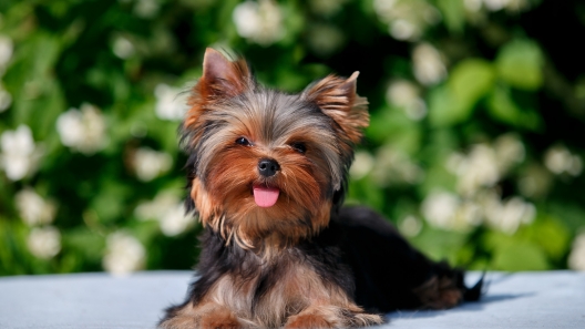 7 Facts About Yorkies