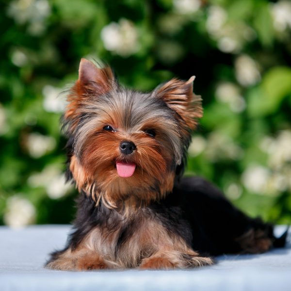 A yorkie sale puppy