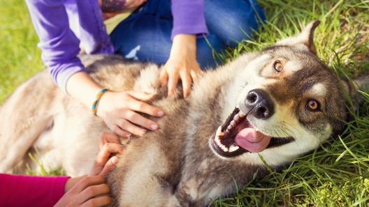 5 Great Dog Breeds for Large Families