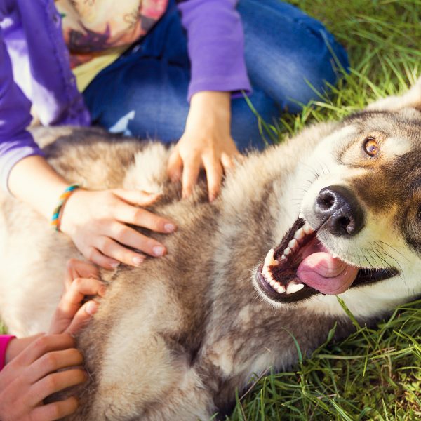 Dog breeds for large families - dog on ground, two kids petting