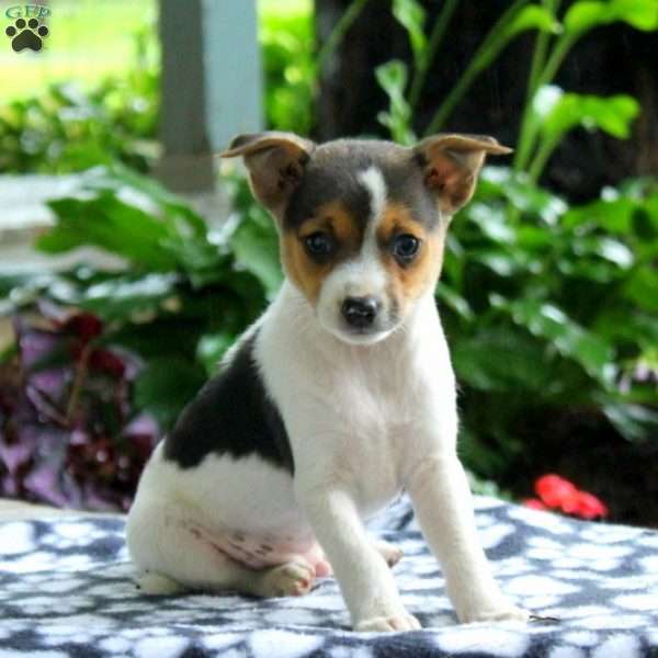 Jordan Fox Terrier Puppy For Sale in