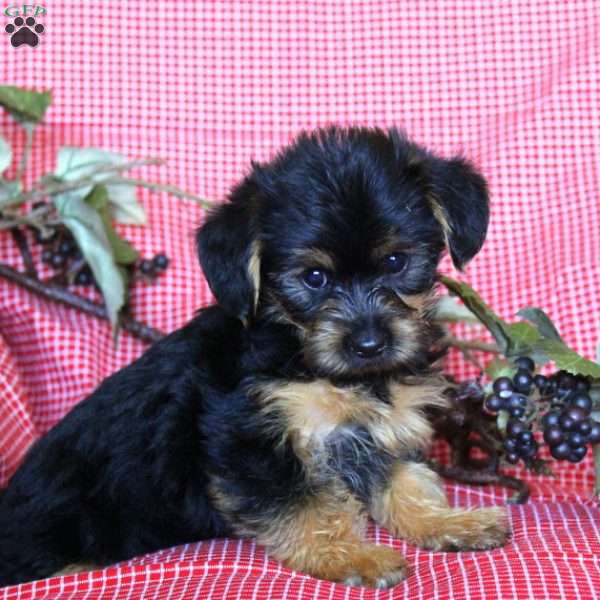 Lily, Chorkie Puppy
