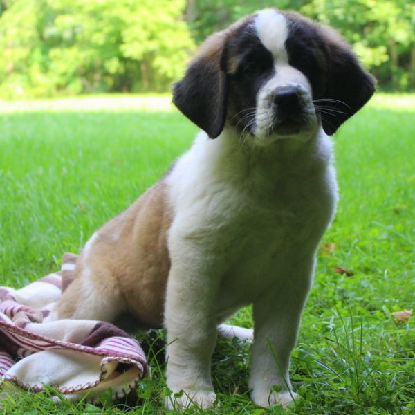 privatliv Behandling vagt Saint Bernard Mix Puppies for Sale - Greenfield Puppies
