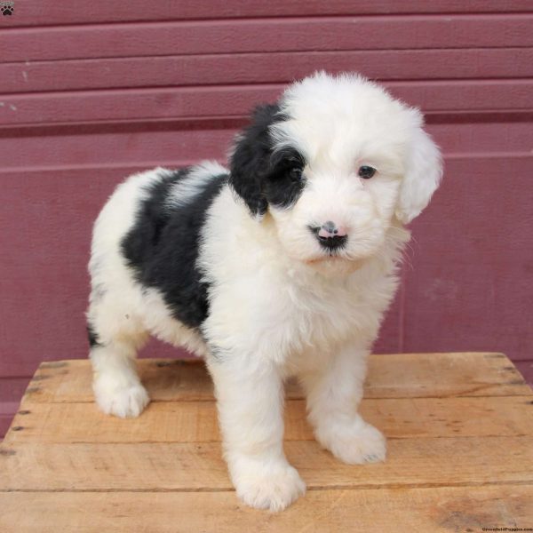 Ungkarl Odds Hårdhed Sheepadoodle Puppies for Sale | Greenfield Puppies