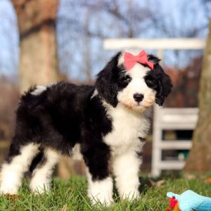 Sheepadoodle