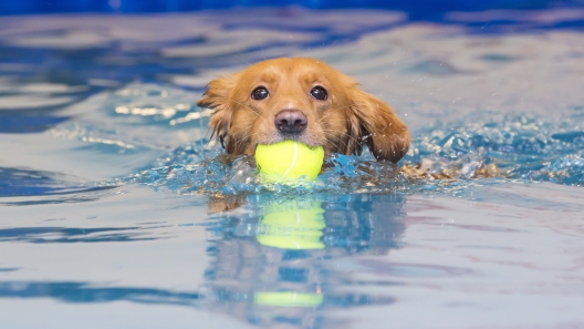 Canine Hydrotherapy Benefits