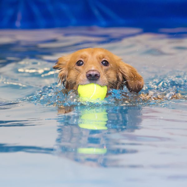 canine hydrotherapy - dog in water with tennis ball