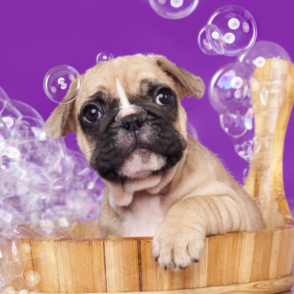 dog bathing - french bulldog puppy in wooden tub with bubbles